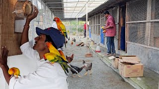 Parrots Released Into Our New Aviary  Naya Firm Pe Bird Chor Diya [upl. by Retnuh]