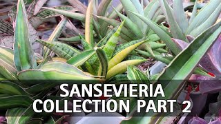 My Sansevieria Collection Part 2 [upl. by Gainor]