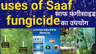 uses of Saaf fungicide साफ फंगीसाइड का उपयोग।Upl company [upl. by Nirro]