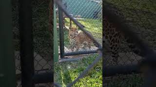 Em zoológico de Curitiba curitibaturismo zoologico [upl. by Frants]