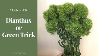 How to Care for Dianthus or Green Trick Flowers  Flower Moxie Product Video [upl. by Cadmar]