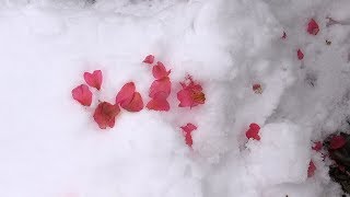 雪とサザンカ Flowers and Snow  Beautiful Winter Flower in Japan [upl. by Cinomod]