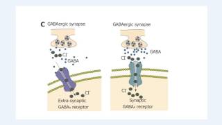 Structure and function of the GABAA receptor [upl. by Obau813]