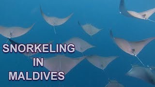 SNORKELING IN MALDIVES 4K [upl. by Annig798]