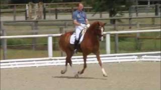 wwwreitschulesandbrinkde LEZARD Lord Loxley  Riccione Warendorf 0611 Dressage [upl. by Anahsed]