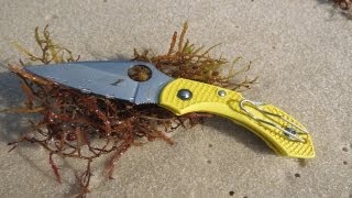 Spyderco Dragonfly 2 Salt  Special Purpose Knife [upl. by Nelleoj]