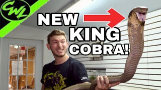 MY NEW KING COBRA [upl. by Oicnoel206]