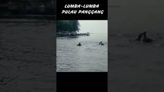 Ada Lumba Lumba Menari nari di Pulau Panggang lumba lumbalumba [upl. by Blackman]