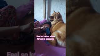 Feel so kalma whsn aircon is airconing chowchow arielle shorts shortvideo short youtubeshorts [upl. by Felipe2]