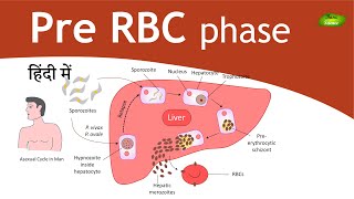 Plasmodium in Hindi  Malaria  Exoerythrocytic schizogony  Parasitology  Basic Science Series [upl. by Adlesirg790]