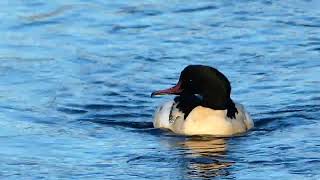 Common merganser Mergus merganser Goosander large Seaduck [upl. by Enelec70]