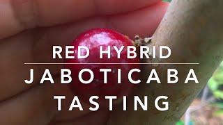 Red Hybrid Jaboticaba Tasting  2021 Season [upl. by Atel]