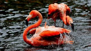 BildershowFarbenspiele im Vogelpark Walsrode [upl. by Dupuy]