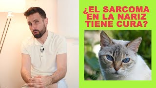 ¿El sarcoma en la nariz de los gatos tiene cura [upl. by Ahsimet]