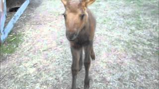 Gilly the Moose Calf [upl. by Eslehc]