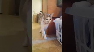 Sesame catshorts shortsfeed catvideo cutecat catlover cat funnyanimal cutekitty catfunny [upl. by Elyrpa]