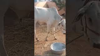 Bulls for sale love in beerpur animals lovers [upl. by Ahsiet]