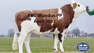 Fleckvieh Stier  RBG MUNDUS PP  April 2021 [upl. by Leler]