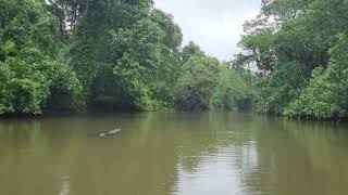 Saltwater Crocodile  Daintree River North Queensland [upl. by Inaboy293]