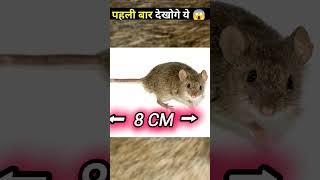 Mouse And Rat Are Not Same 😱 facts factshorts creditFactoHolic [upl. by Enileqcaj678]