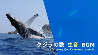 クジラの歌 生音癒しBGM 聞き流し作業用 ループ30分｜ホエールスイム 奄美大島  Whale Swim Amami  10 [upl. by Amikay]