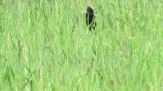 Beautiful yellow black and white bobolink in Bronte creek provincial park [upl. by Acinhoj]