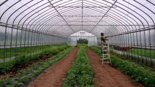 Planting organic tomatoes in the greenhouse [upl. by Tratner]