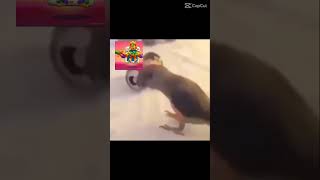 Parrot dancing🦜❤️‍🔥🦜❤️‍🔥🦜 keşfetbeniöneçıkar edit [upl. by Marchelle]