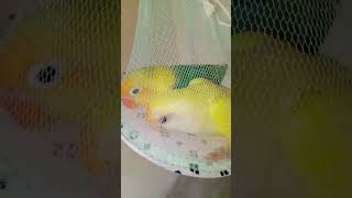 Parblue Opalinecremeno love birds parblueopaline lovebirds youtubeshorts parrot [upl. by Tran]