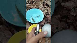 Finding ornamental fish and eggs fishing ornamentalfish eggs [upl. by Bunker]