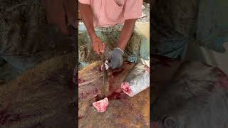 VANJARAM FISH HEAD CUTTING BY KASIMEDU MAGISTRATE ⚔️🔥 [upl. by Danziger538]