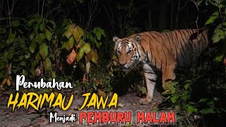 Perubahan HARIMAU JAWA menjadi Nokturnal  Pemburu Malam [upl. by Paviour]