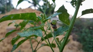 BLACK NIGHTSHADE The Truth About Solanum Nigrum Makoi  Medicinal Plants  The Rural Life [upl. by Barrie]