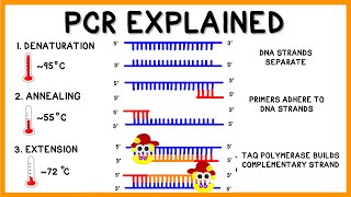 PCR Polymerase Chain Reaction Explained [upl. by Arrio74]