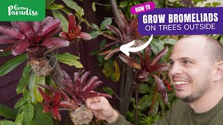 How to grow tropical Bromeliads on garden trees [upl. by Burr500]