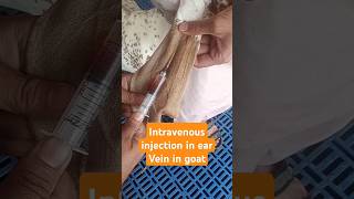 Intravenous injection in ear vein in goat goatfarm veterinary music animals love shortvideo [upl. by Tjaden]