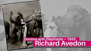 RICHARD AVEDON  Dovima with Elephants Harpers Bazaar 1955 [upl. by Llerrac]