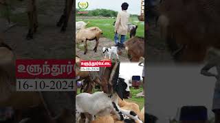 Ulundurpet Goat Market goat shortvideo shorts [upl. by Ajay]