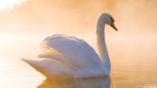 Beautiful Relaxing Hymns Peaceful Instrumental Music quotQuiet Lake Morning Sunrisequot Tim Janis [upl. by Gollin]