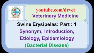 Swine Erysipelas Part 1 synonym introduction etiology epidemiology [upl. by Carlene216]