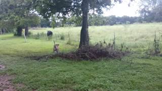 English Mastiff Barking at cow [upl. by Ztnarf992]