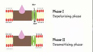 Mechanism of skeletal muscle relaxant OR Neuromuscular blocking agents [upl. by Mulac778]