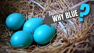 2 Reasons Why Robin Eggs Are Blue American Robin [upl. by Ecined]