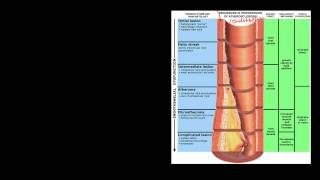 Pathophysiology of Cerebrovascular Accidents [upl. by Ernesta]