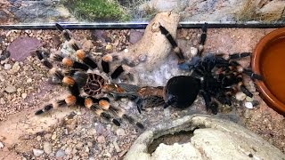 TARANTULA MOLT TIMELAPSE [upl. by Borden512]