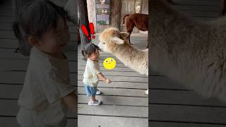 UNEXPECTED Alpaca kiss while trying to feed them food shorts alpacas funnymoments [upl. by Marketa]