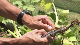 Squash Vine Borer  This Week In the Garden [upl. by Norabal]