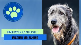 Irischer Wolfshund [upl. by Milo]