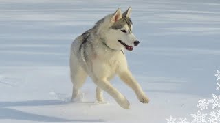 My Husky Puppy Sees Snow For the FIRST Time [upl. by Bernt891]