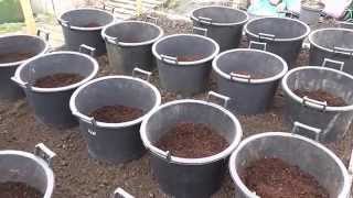 Allotment Diary  How I plant  grow my Container grown Potatoes [upl. by Lavoie]